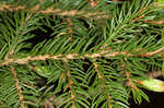 Red spruce